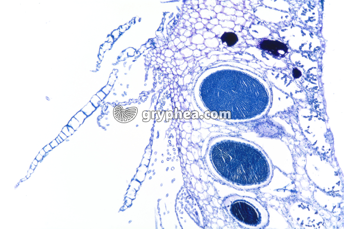 Hépatique (Marchantia) - anthéridies sur chapeau mâle x25  - gryphea.com